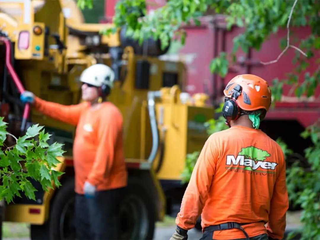 Arborist inspecting a large shade tree in a Longview, TX yard